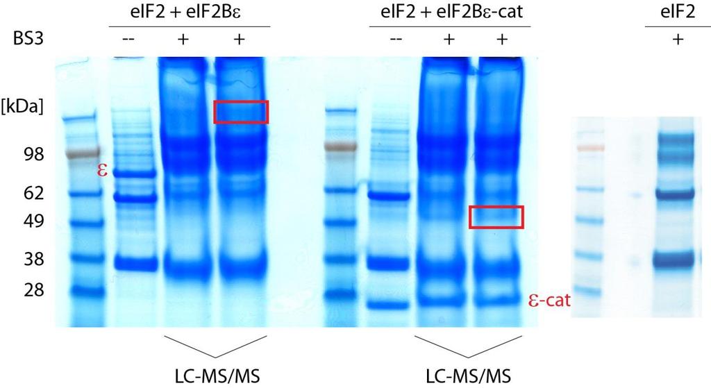 Supplementary Figure 5. Cross-linking of eif2 and eif2b and catalytic domain of eif2b.