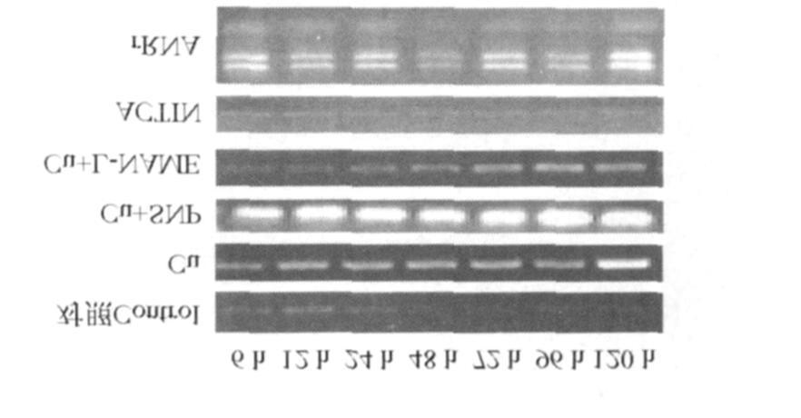 1 : NO mrna 49 1 Table 1 Pr im er sequences used for iden tif ica tion of spec ia l expression of m RNA NCB I Primers Sequence (5-3 ) /bp Product size X7159311 L i2pod2f GGTCCAACATGGCAAGTTCT 250 5115