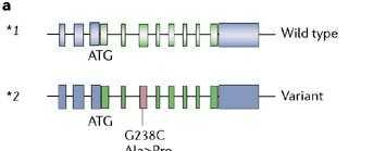 Το γονίδιο TPMT Η ανάλυση DNA