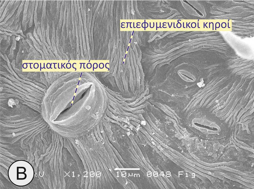 Στόματα.
