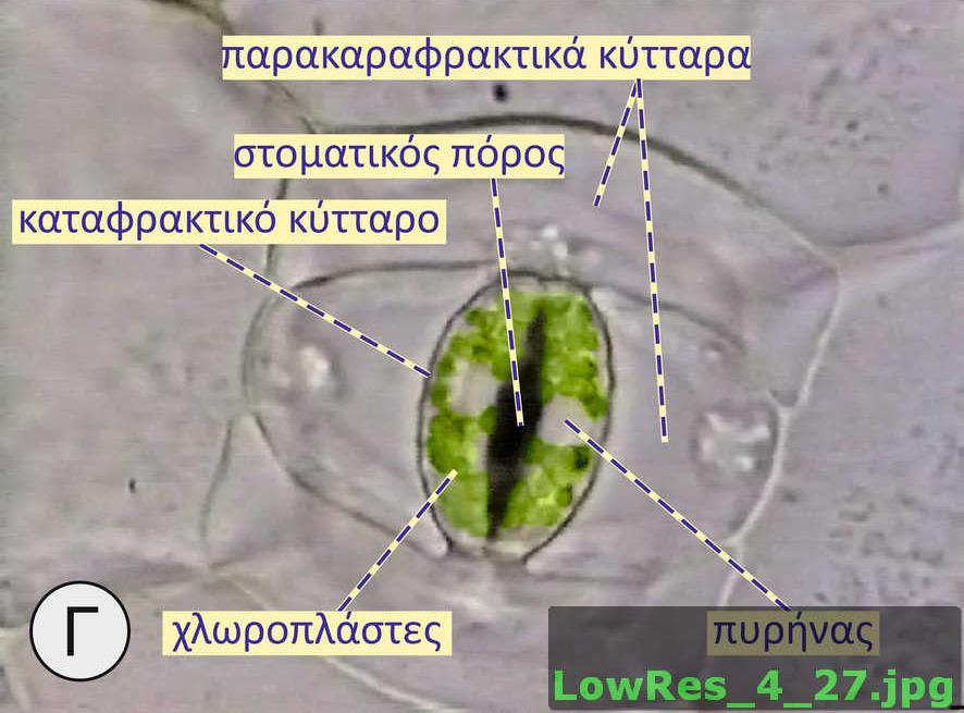 Στόματα.