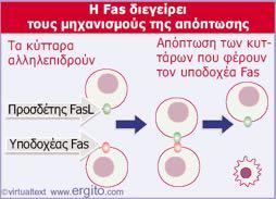 τον προσδέτη της