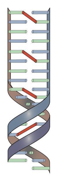 DNA η RNA Πολλαπλές χιαστές συνδέσεις εμποδίζουν το