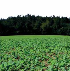 Ochrana Clearfield - revolučný systém v herbicídnom ošetrení repky ozimnej Ing. Václav Nedvěd, Ph.D.; BASF Systém Clearfield je v mnohých smeroch inovatívny systém pestovania repky ozimnej.