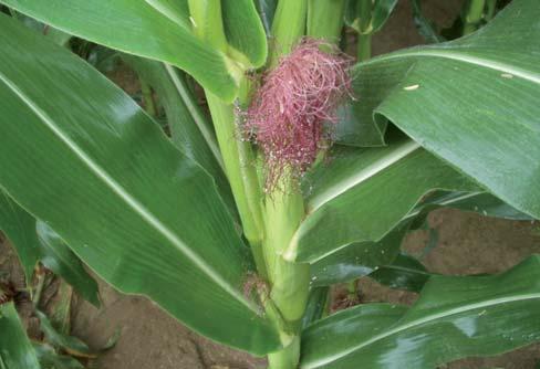 Enviromagazin 04 Geneticky modifikovaný organizmus je organizmus, ktorého genetický materiál bol zmenený spôsobom, ktorý sa prirozene pri pohlavnom rozmnožovaní a prirodzenej rekombinácii nevyskytuje.