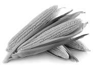 Oporavak sportista Kukuruz prija crevima 90% današnje proizvodnje kukuruza koristi se za ishranu životinja, iako od kukuruza mnogo veće koristi imaju ljudi nego životinje.