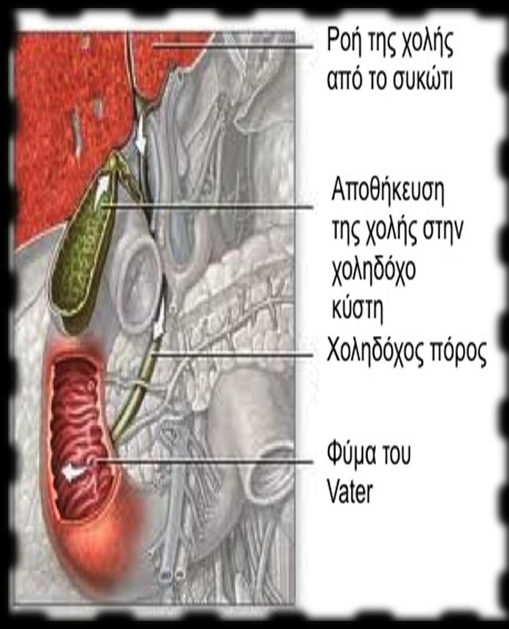 ΦΟΛΗΔΟΦΟ ΚΤΣΗ: Η χοληδόχοσ κύςτη εύναι ϋνα όργανο ςχόματοσ αχλαδιού, που βρύςκεται κϊτω από την δεξιϊ πλευρϊ του όπατοσ.