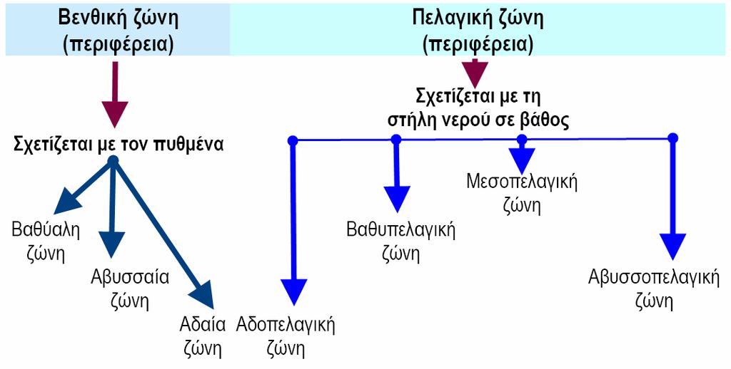 θαλάσσιους οργανισµούς που ζουν εκεί Ηβυθοµετρικήυποδιαίρεσηενόςωκεανού, θάλασσας ή λίµνης αναφέρεται σε διάφορες παράλληλες µεταξύ τους ζώνες από την επιφάνεια µέχρι του βυθού.