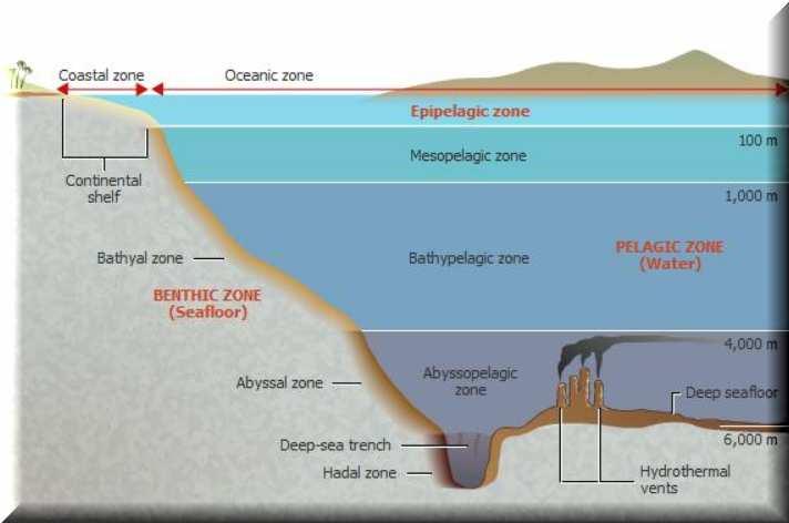 Οιόροι benthic ή benthos(βενθικός ήβένθος), προερχόµενοι από την ελληνική γλώσσα, χρησιµοποιούνται για να υποδηλώσουν το οικολογικό ενδιαφέρον για τις ζώνες στα βάθη της θάλασσας Χρησιµοποιούνται