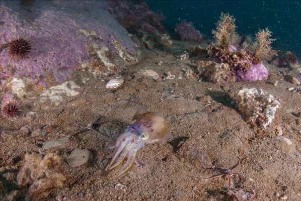 πλαγκτόν και στο νηκτόν (Nekton).