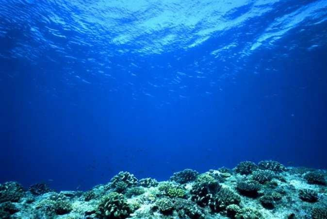 ρακτηριστικώνοργανισµώναυτήςτηςζώνης, π.χ.