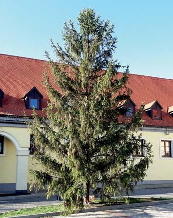 Takisto sa počas silných vetrov nebezpečne nakláňal, tak sa majitelia, i keď s ťažkým srdcom,