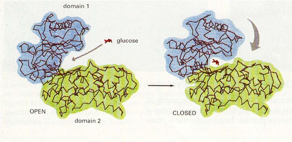 Primer II ATP + D-glukoza ADP + D-glukoza-6 fosfat EC 2.7.1.1. Prva. št. - razred transferaze (2) Druga št. - podrazred, kjer so encimi fosfotransferaze (7) Tretja št.