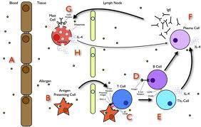 Η φάση της αλλεργικής αντίδρασης ( I g E) + Μαστοκύτταρα