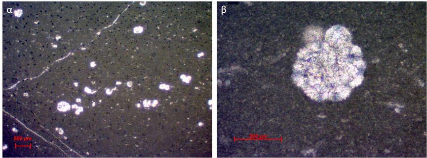 ΛΤΑ2: Πελαγικό mudstone-wackestone Το ποσοστό της κύριας μάζας στη μικροφάση αυτή είναι 60% ενώ οι κύριοι σκελετικοί κόκκοι αντιπροσωπεύονται, σε ποσοστό περίπου 20%, κυρίως από πλαγκτονικά