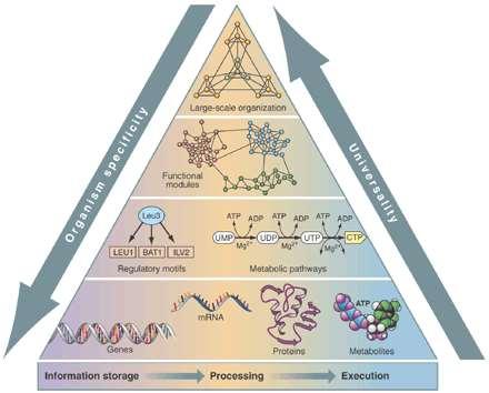 Life s Complexity Pyramid Με κάθε όροφο της πυραμίδας των βιολογικών δεδομένων η