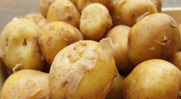 DISA INFORMACIONE MBI PATATEN Patatja është shumë e pasur me karbohidrate (sheqer në trajtën e amidonit) dhe me lëndë azotike (proteina), me vitamina dhe kripëra minerale, etj.