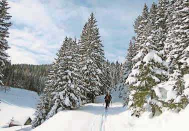 17 Zanimivosti Planinski izlet: Boskovec (1597 m) Deviški pršič Ko te zvabijo strmine neomadeževane beline, je treba biti le pozoren, da bodo strmine varne pred plazovi. Kam bi šli?