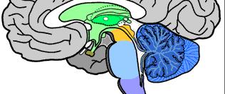 Ορισμός εγκεφαλικού θανάτου Θάνατος εγκεφαλικού στελέχους μέσος εγκέφαλος, γέφυρα, προμήκης μυελός δικτυωτός σχηματισμός Εγκεφαλικός Φλοιός Θάνατος εγκεφαλικών ημισφαιρίων