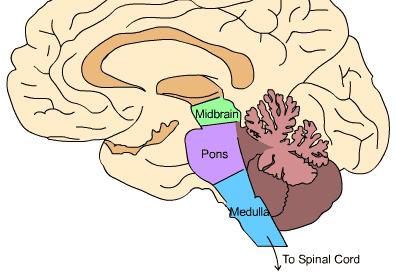 Εγκεφαλικό στέλεχος (2) ΜΕΣΟΣ ΕΓΚΕΦΑΛΟΣ Εγκεφαλικό νεύρο