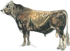Slovenija nacionalni nivo Rjava pasma 191 bikov Model živali (fenotipi + rodovniki + SNP genotipi) Točnosti (količina beljakovin) Fenotipi + rodovniki