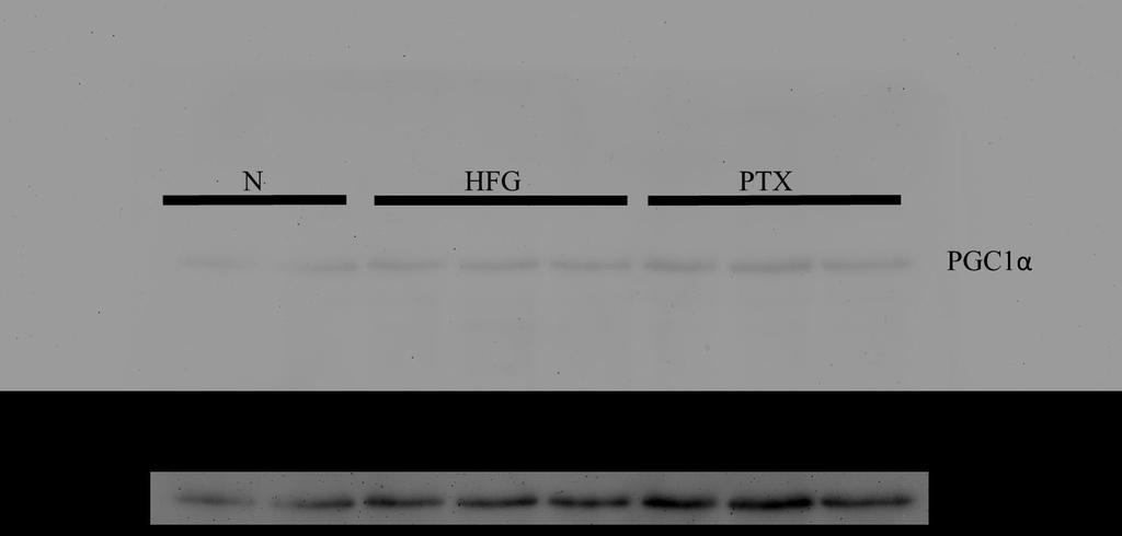 Figure S1. Different contrast of PGC1α protein. The cropped and high contrast image of PGC1α was compared to its origin.