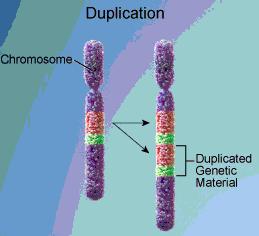 Διπλασιασμοί Ο διπλασιασμός (duplication) είναι η επανάληψη ενος χρωμοσωμικού τμήματος στο χρωμόσωμα, δηλαδή μία περιοχή του χρωμοσώματος διπλασιάζεται και εμφανίζεται σε δύο αντίγραφα.