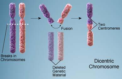 Δικεντρικά χρωμοσώματα Τα δικεντρικά χρωμοσώματα (dicentric chromosomes), όπως λέει και το όνομά τους, έχουν δύο κεντρομερίδια.