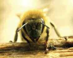 Bees Δανία/Denmark, 2004, 30 ΟyAOy! ΒΑΝΕΣΣΑ ΤΟ ΜΕΓΑΛΟ ΑΛΜΑ / WOW!
