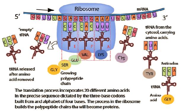 Κάθε ριβόσωμα αποτελείται από δύο υπομονάδες, μια μικρή και μια μεγάλη, και έχει μία θέση πρόσδεσης του mrna στη μικρή υπομονάδα και δύο