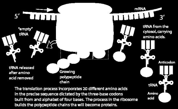 Κάθε μόριο trna έχει μια ειδική τριπλέτα νουκλεοτιδίων, το αντικωδικόνιο, με την οποία προσδένεται,λόγω συμπληρωματικότητας, με το αντίστοιχο