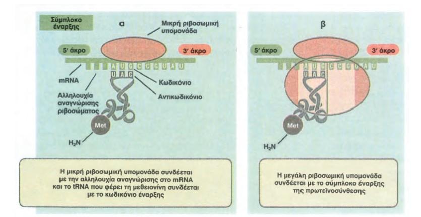 αλληλουχίας που υπάρχει στην 5 αμετάφραση περιοχή του, με το ριβοσωμικό RNA της μικρής υπομονάδας του ριβοσώματος, σύμφωνα με τους κανόνες της συμπληρωματικότητας των βάσεων.