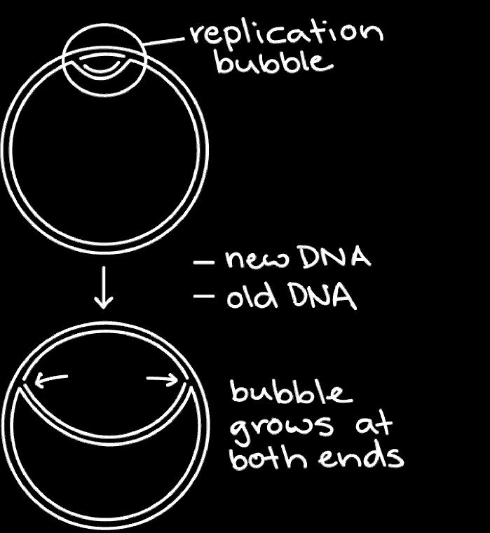 Το βακτηριακό DNA, που είναι κυκλικό, έχει μία μόνο θέση έναρξης της αντιγραφής και αντιγράφεται κάτω από ευνοϊκές συνθήκες σε λιγότερο από 30 λεπτά.