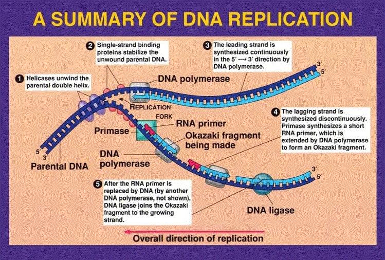 Τα κύρια ένζυμα που συμμετέχουν στην αντιγραφή του DNA ονομάζονται DNA πολυμεράσες.