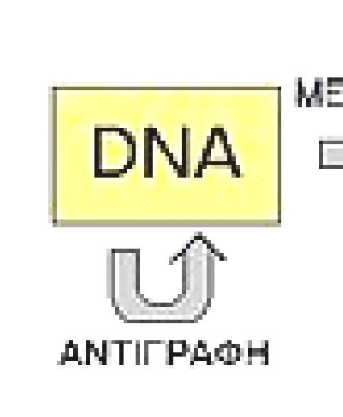 Τα κομμάτια της ασυνεχούς αλυσίδας συνδέονται μεταξύ τους με τη βοήθεια ενός ενζύμου, που ονομάζεται DNA δεσμάση.
