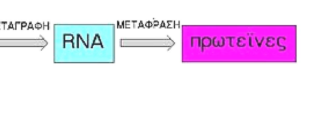 Με ποιο τρόπο γίνετε ο έλεγχος της αντιγραφής του DNA; Όπως τα προϊόντα ενός εργοστασίου ελέγχονται με αρκετούς τρόπους, για να εξακριβωθεί αν έχουν κατασκευαστεί σωστά,έτσι και το κύτταρο ελέγχει αν