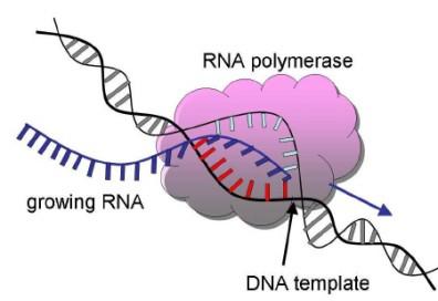 η RNA πολυμεράση προσδένεται σε ειδικές περιοχές του DNA,που ονομάζονται υποκινητές, με τη βοήθεια πρωτεϊνών που ονομάζονται μεταγραφικοί παράγοντες.