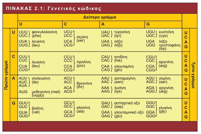 Αυτό, παρ ότι αποτελείται αποκλειστικά από εξώνια, έχει δύο περιοχές που δε μεταφράζονται σε αμινοξέα. Η μία βρίσκεται στο 5 άκρο και η άλλη στο 3 άκρο.