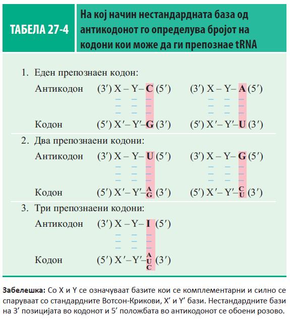 Хипотеза на нестандардни парови бази или хипотеза на конформациона варијација Една trna може да препознае еден или три кодони во mrna.