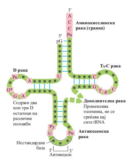 Во клетките има најмалку 32 trna за препознавање на сите аминокиселински кодони (некои клетки имаат повеќе). Шематски приказ на структура на trna е во форма на детелина.