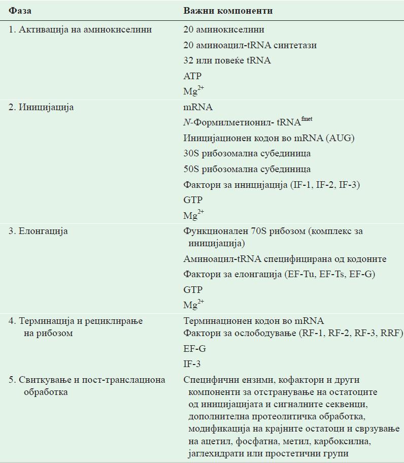 Биосинтезата на протеини се одвива во пет фази Фаза 1: Активација на аминокиселини се врши со сврзување на аминокиселината за trna.