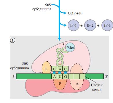 На крај, trna молекулите се сврзуваат на 3 места во бактерискиот рибозом: аминоацил (А) место, пептидил (P) место и место за излез (Е).