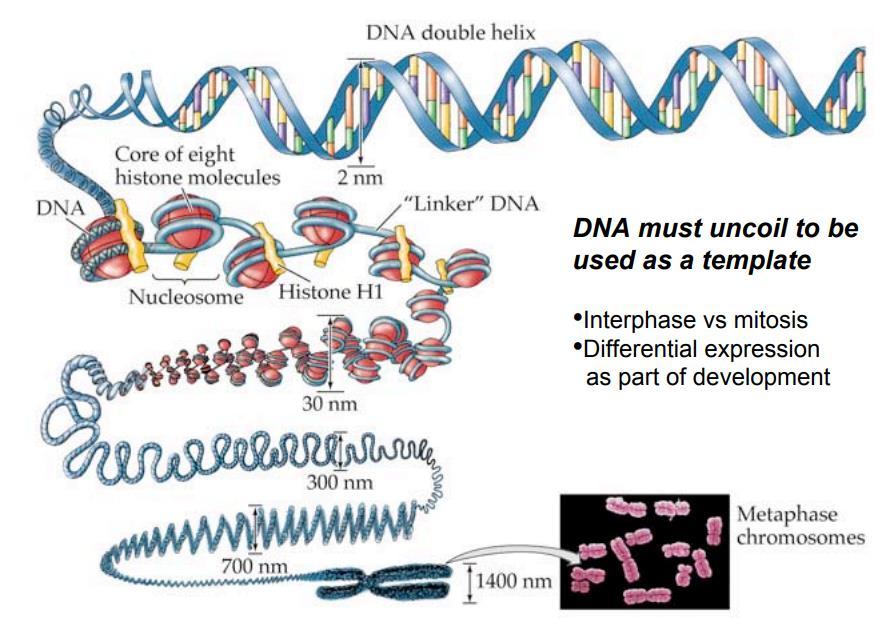 Двојната низа на DNA мора да се отпакува за да може да се кодира синтезата на протеинот.