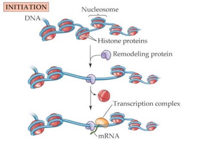 Процесот на транскрипција препишување на кодот од DNA во кодон на mrna е сложен процес кој се одвива со посредство на транскрипциониот комплекс.
