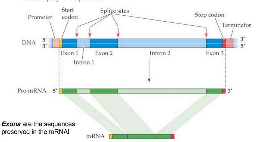 mrna кај еукариотите подлежи на процесирање пред да се вклучи во синтезата на целниот протеин Интрони некодирачки секвенци Егзони кодирачки