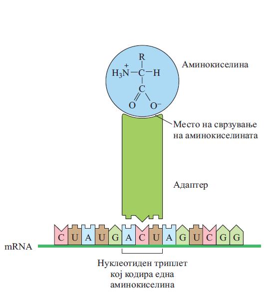 На кој начин се остварува врската помеѓу генетската информација за синтеза на некој протеин и самата синтеза?