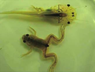 Thyroidal Hormone Disrupting Effects and Histopathological Examination in an Amphibian Metamorphosis Assay Sumitomo Chemical Co., Ltd.
