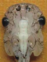 Stage 46 Premetamorphosis Head (Brain) Stage566 53/54