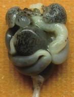 the forelimbs.