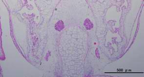 6 Histology procedure T4 TSH Fig. 8 (a) Control (b) PTU 5 ppm (c) T4 5.